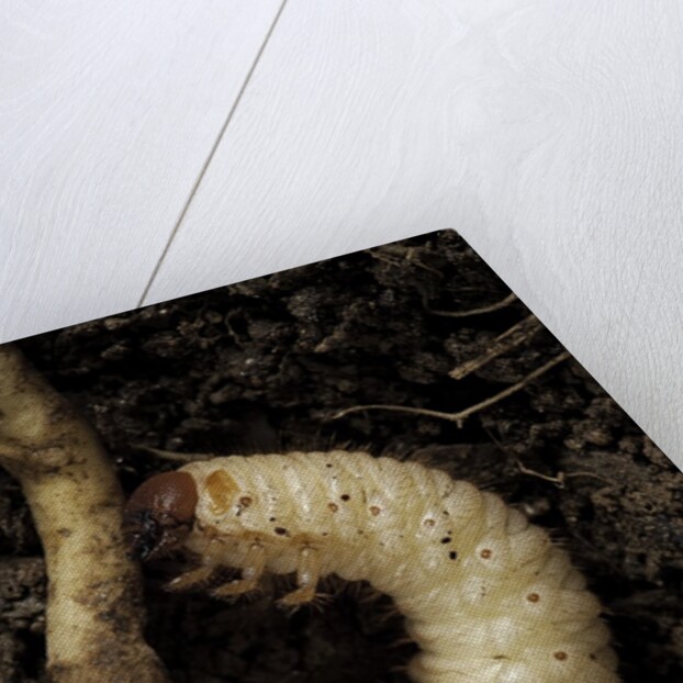 Melolontha melolontha (cockchafer, maybug) - larva or white grub in earth by Anonymous