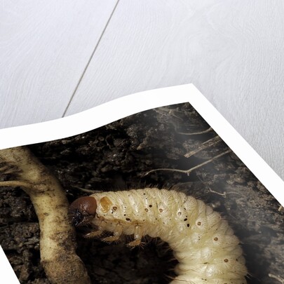 Melolontha melolontha (cockchafer, maybug) - larva or white grub in earth by Anonymous