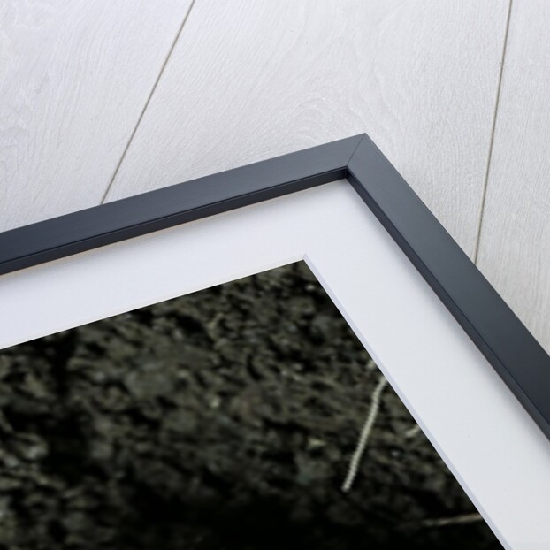 Melolontha melolontha (cockchafer, maybug) - larva or white grub in earth by Anonymous