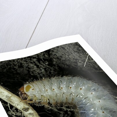 Melolontha melolontha (cockchafer, maybug) - larva or white grub in earth by Anonymous