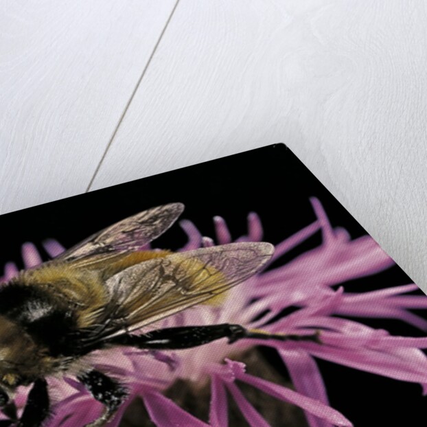 Merodon equestris (narcissus bulb fly) by Anonymous