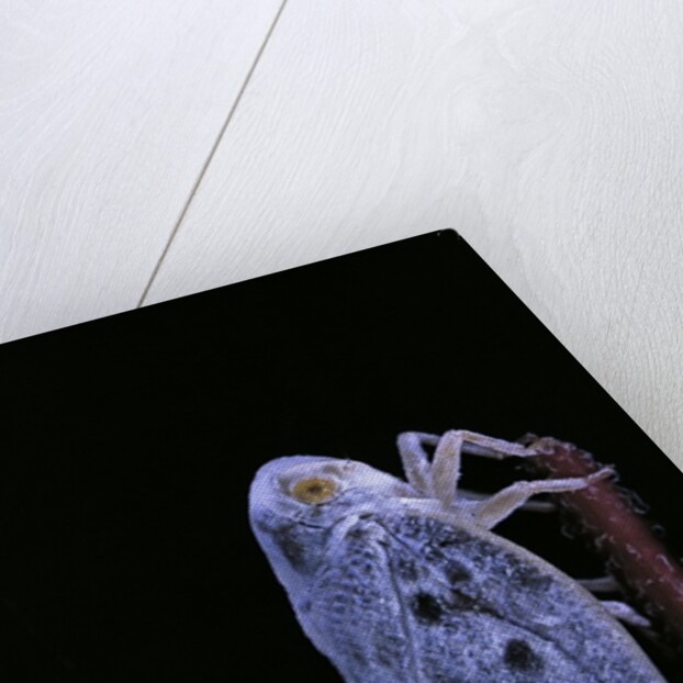 Metcalfa pruinosa (citrus flatid planthopper, mealy lantern fly) by Anonymous