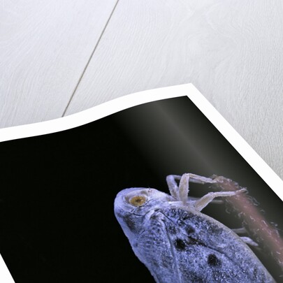 Metcalfa pruinosa (citrus flatid planthopper, mealy lantern fly) by Anonymous