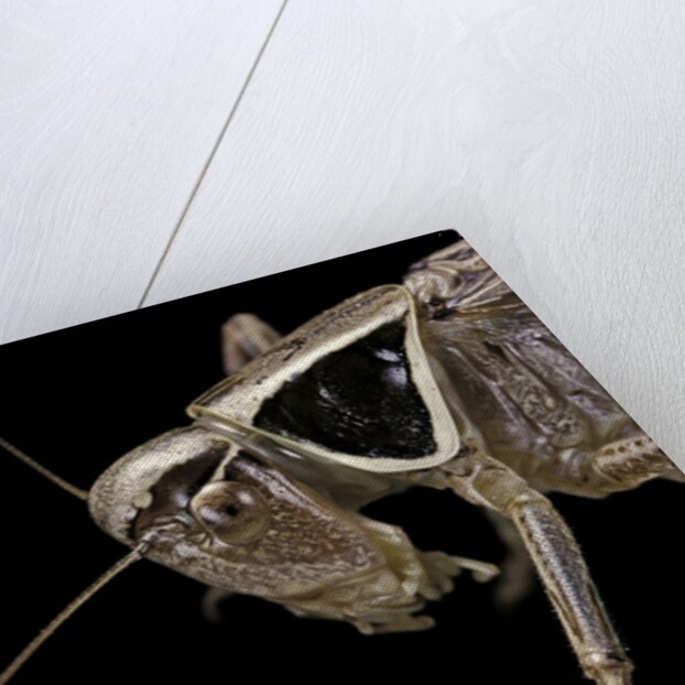 Metrioptera roeselii (Roesel's bush-cricket) - portrait by Anonymous