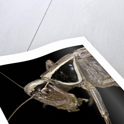 Metrioptera roeselii (Roesel's bush-cricket) - portrait by Anonymous