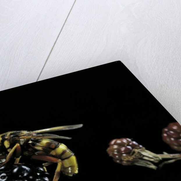 Milesia crabroniformis (hoverfly) by Anonymous