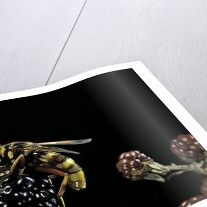 Milesia crabroniformis (hoverfly) by Anonymous