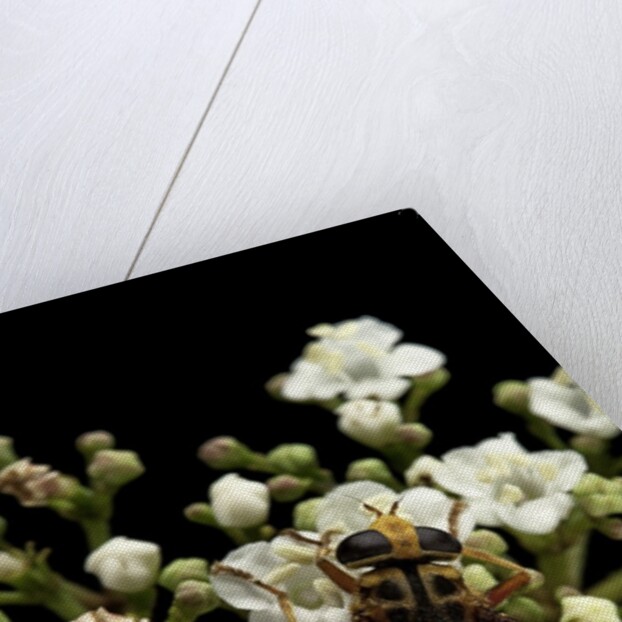 Milesia crabroniformis (hoverfly) by Anonymous