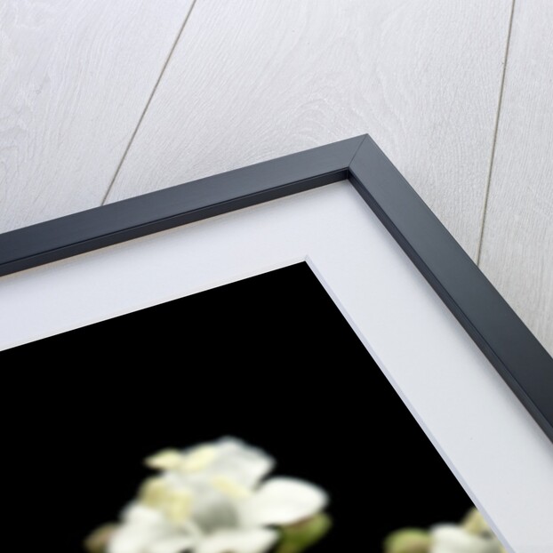 Milesia crabroniformis (hoverfly) by Anonymous