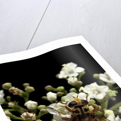 Milesia crabroniformis (hoverfly) by Anonymous