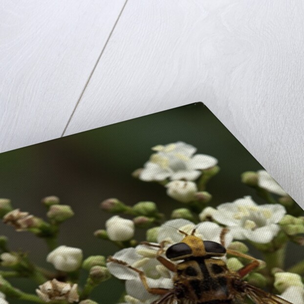 Milesia crabroniformis (hoverfly) by Anonymous