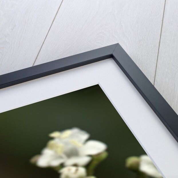 Milesia crabroniformis (hoverfly) by Anonymous