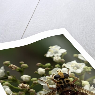 Milesia crabroniformis (hoverfly) by Anonymous