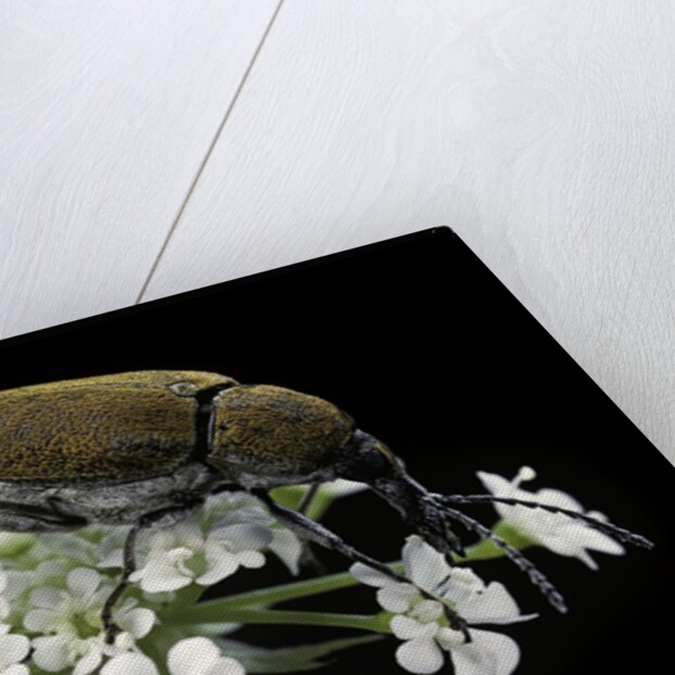 Mycterus curculioides (palm and flower beetle) by Anonymous