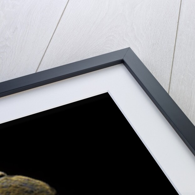 Mycterus curculioides (palm and flower beetle) by Anonymous