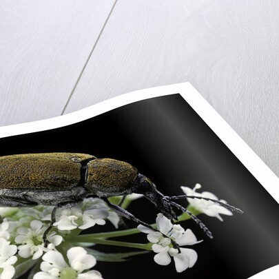 Mycterus curculioides (palm and flower beetle) by Anonymous