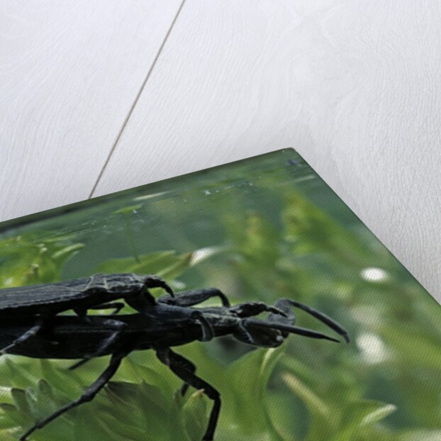 Nepa cinerea (water scorpion) - mating by Anonymous