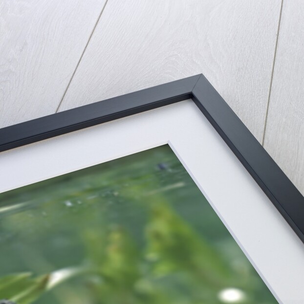 Nepa cinerea (water scorpion) - mating by Anonymous