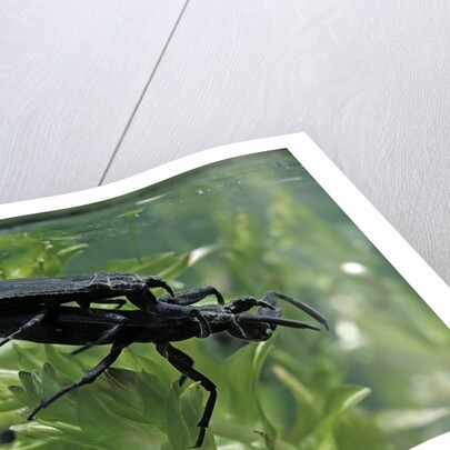 Nepa cinerea (water scorpion) - mating by Anonymous