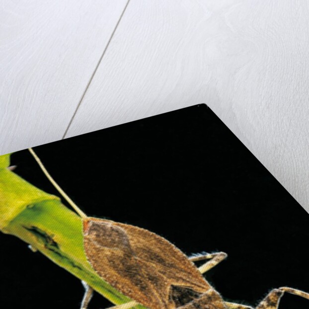 Nepa cinerea (water scorpion) by Anonymous
