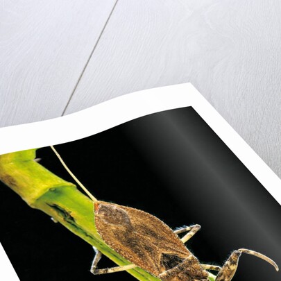 Nepa cinerea (water scorpion) by Anonymous