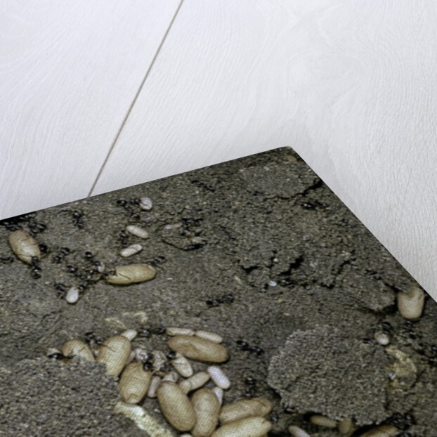 Anthill under a stone by Anonymous