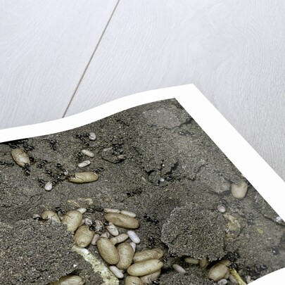 Anthill under a stone by Anonymous