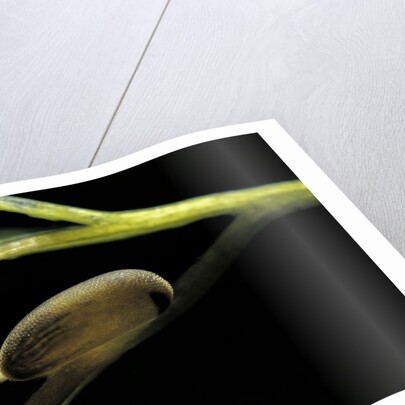 Notonecta glauca (water boatman, backswimmer) - egg on aquatic plant by Anonymous