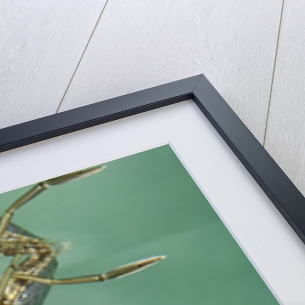 Notonecta glauca (water boatman, backswimmer) by Anonymous