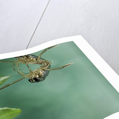 Notonecta glauca (water boatman, backswimmer) by Corbis