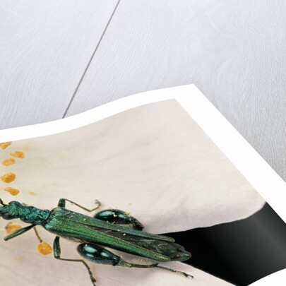Oedemera nobilis (false oil beetle, thick-legged flower beetle) - male by Anonymous