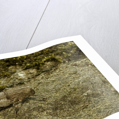 Oedipoda caerulescens (blue-winged grasshopper) by Anonymous