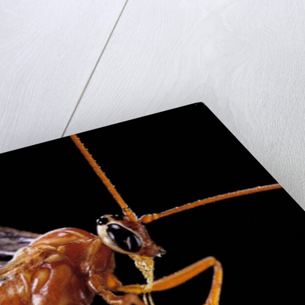 Ophion luteus (ichneumon wasp, yellow ophion) - portrait by Anonymous