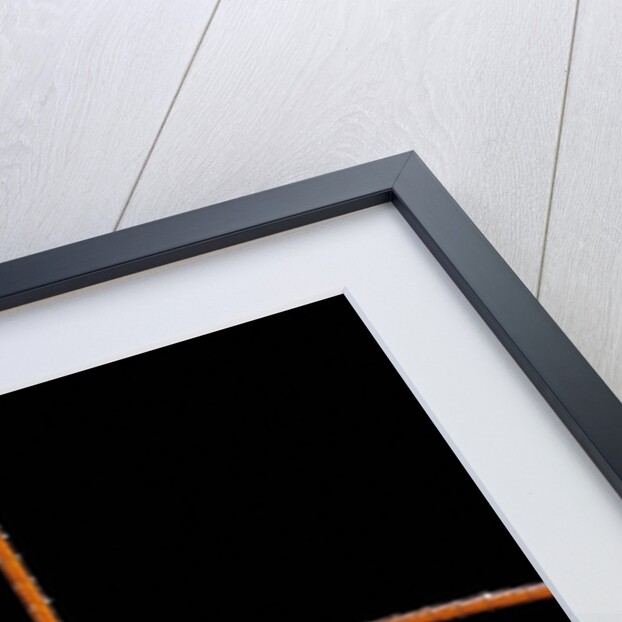 Ophion luteus (ichneumon wasp, yellow ophion) - portrait by Anonymous