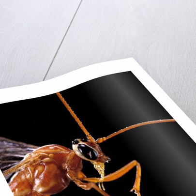 Ophion luteus (ichneumon wasp, yellow ophion) - portrait by Anonymous