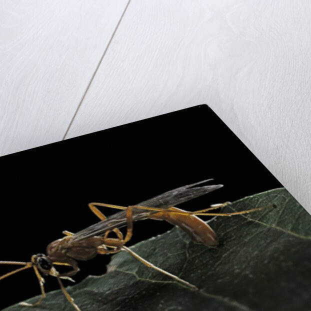 Ophion luteus (ichneumon wasp, yellow ophion) by Anonymous
