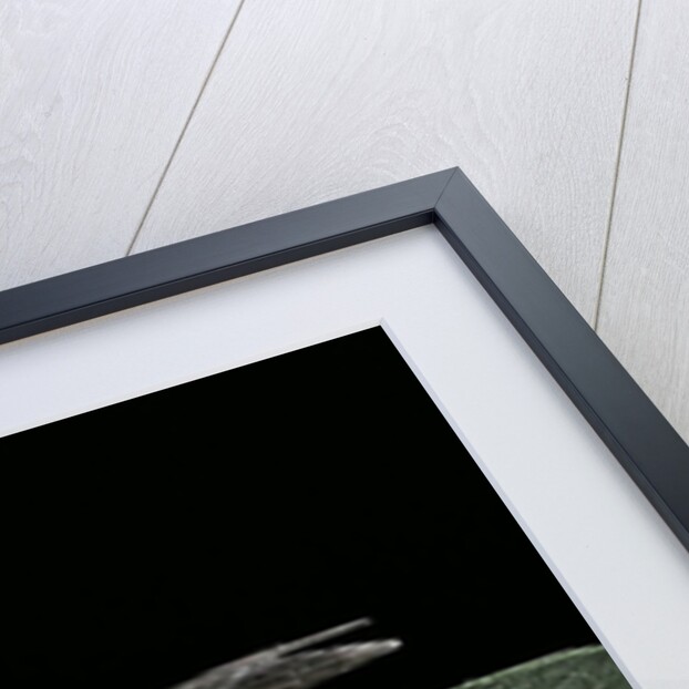 Ophion luteus (ichneumon wasp, yellow ophion) by Anonymous