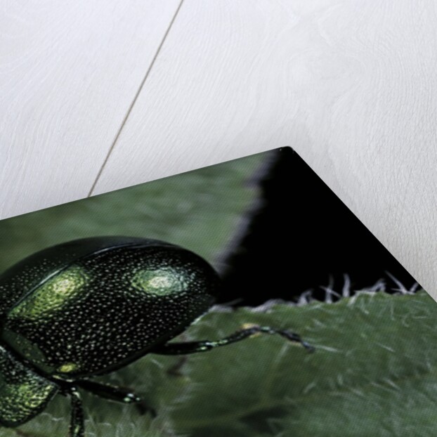 Chrysolina herbacea (mint beetle) by Anonymous