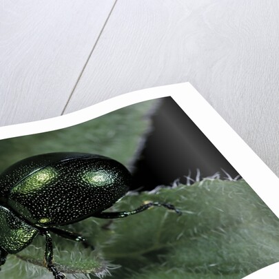 Chrysolina herbacea (mint beetle) by Anonymous