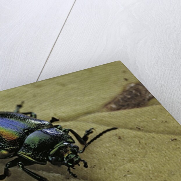 Oreina sp. (leaf beetle) by Anonymous