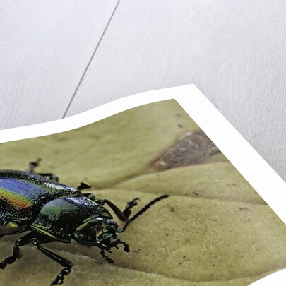 Oreina sp. (leaf beetle) by Anonymous