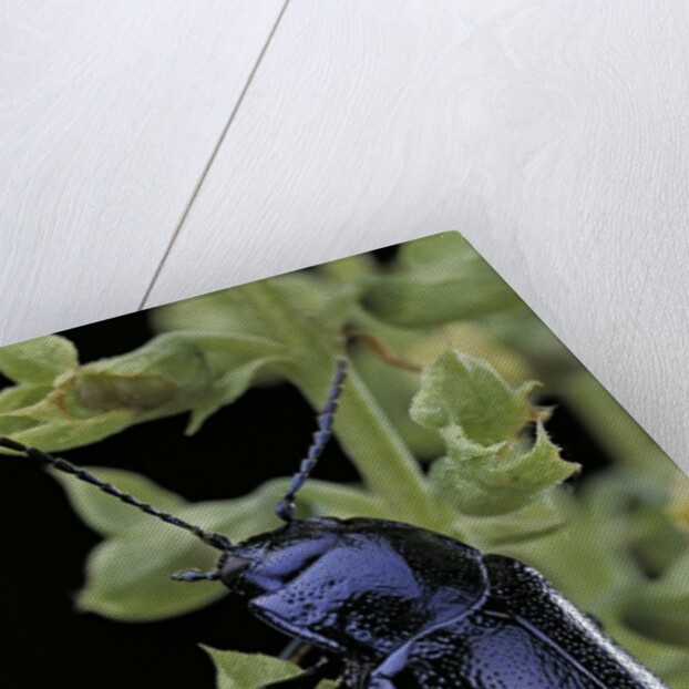 Oreina sp. (leaf beetle) by Anonymous