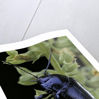 Oreina sp. (leaf beetle) by Anonymous