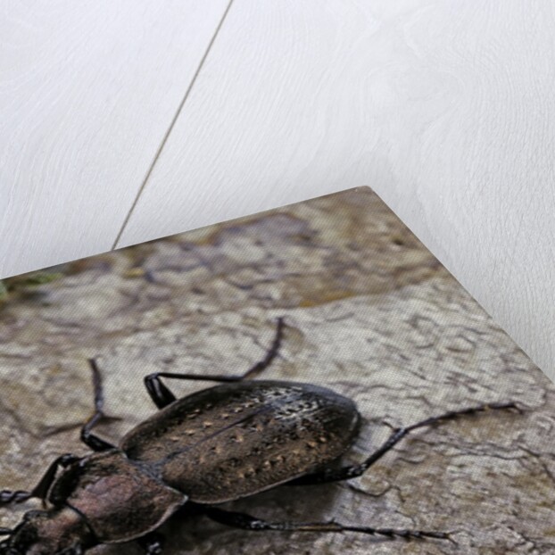 Carabus (Orinocarabus) fairmairei (ground beetle) by Anonymous