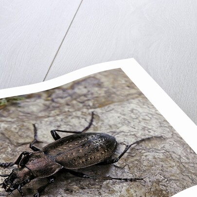 Carabus (Orinocarabus) fairmairei (ground beetle) by Anonymous