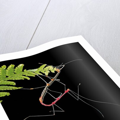 Oreophoetes peruana (peruvian fire stick) - mating and eating fern by Anonymous
