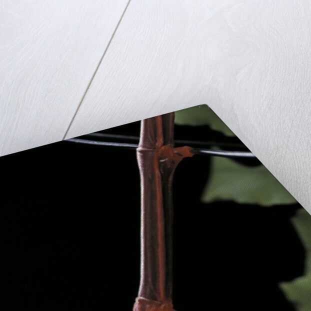 Oreophoetes peruana (peruvian fire stick) - portrait by Anonymous