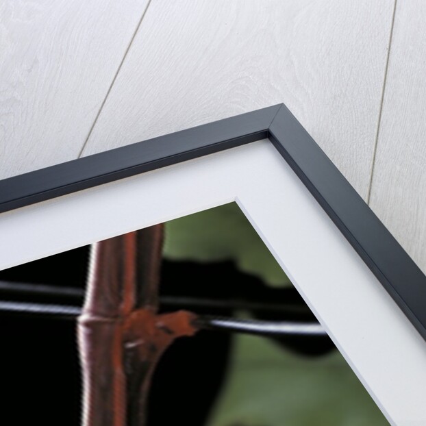 Oreophoetes peruana (peruvian fire stick) - portrait by Anonymous