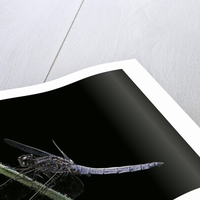 Orthetrum coerulescens (keeled skimmer) - male by Anonymous