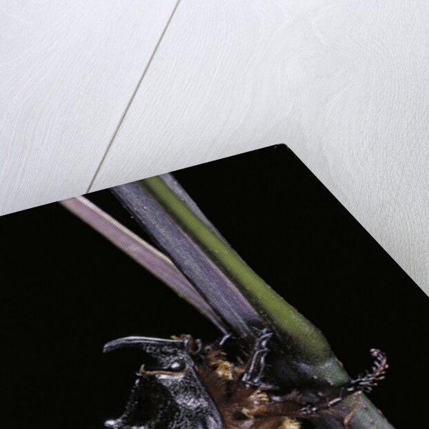 Oryctes nasicornis (rhinoceros beetle) - male by Anonymous